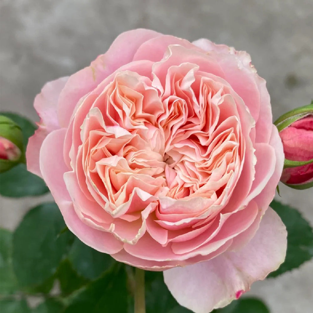 Victorian Classic Dutch Florist Shrub Rose