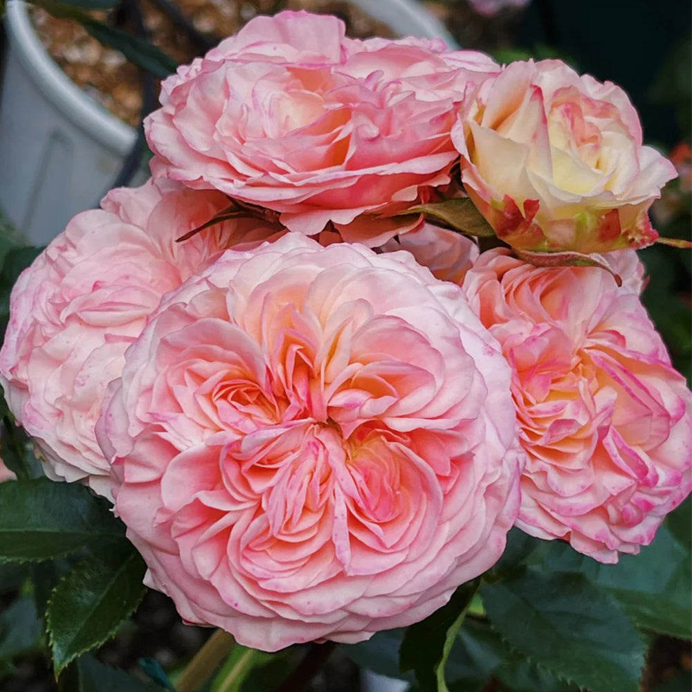 Victorian Classic Dutch Florist Shrub Rose