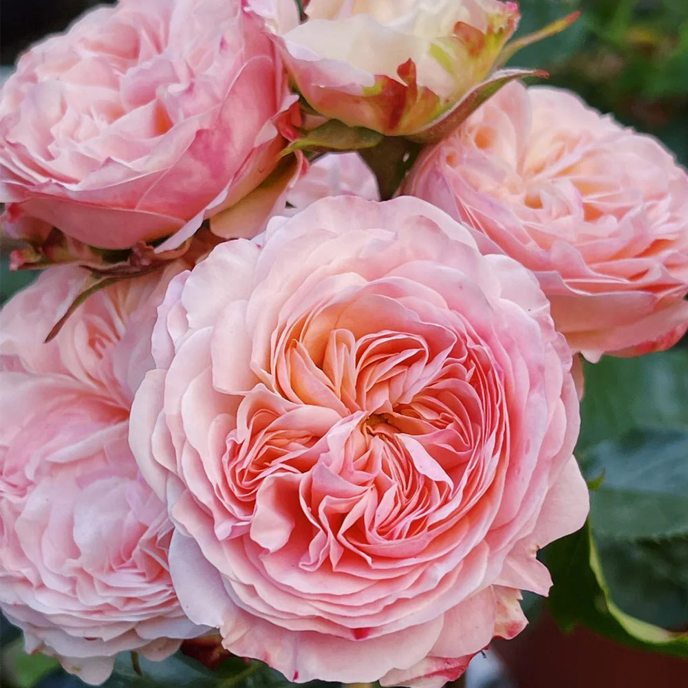 Victorian Classic Dutch Florist Shrub Rose
