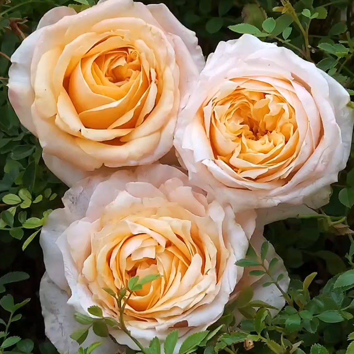 Victorian Peach Dutch Florist Shrub Rose