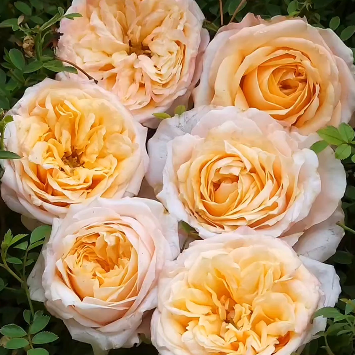 Victorian Peach Dutch Florist Shrub Rose