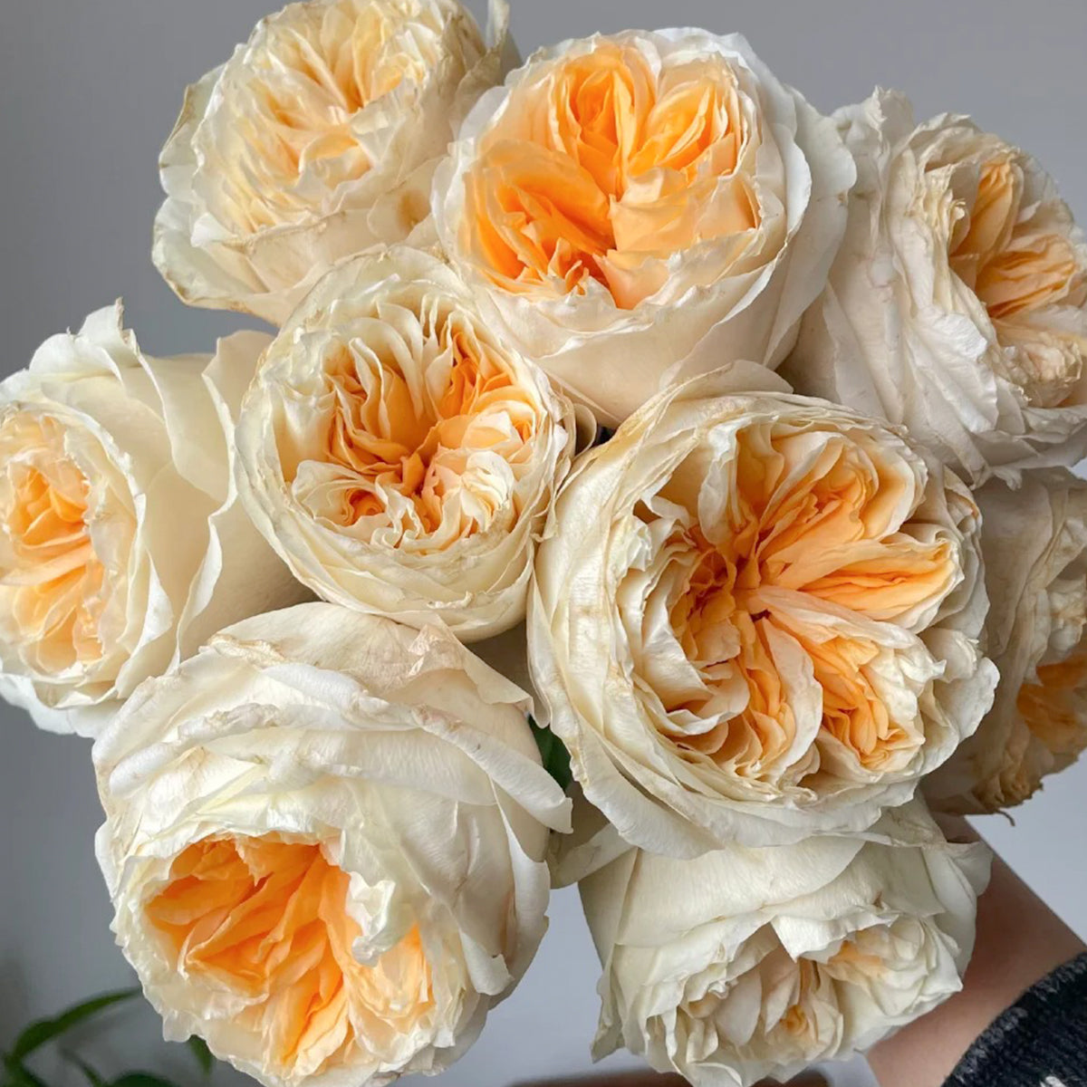 Victorian Peach Dutch Florist Shrub Rose