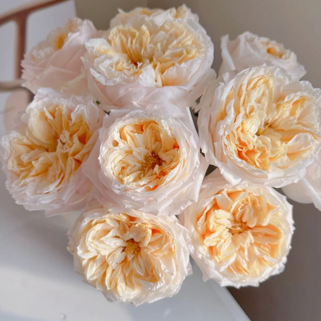 Victorian Peach Dutch Florist Shrub Rose