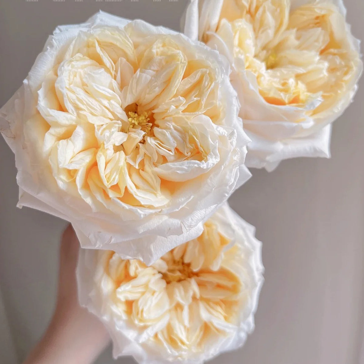 Victorian Peach Dutch Florist Shrub Rose