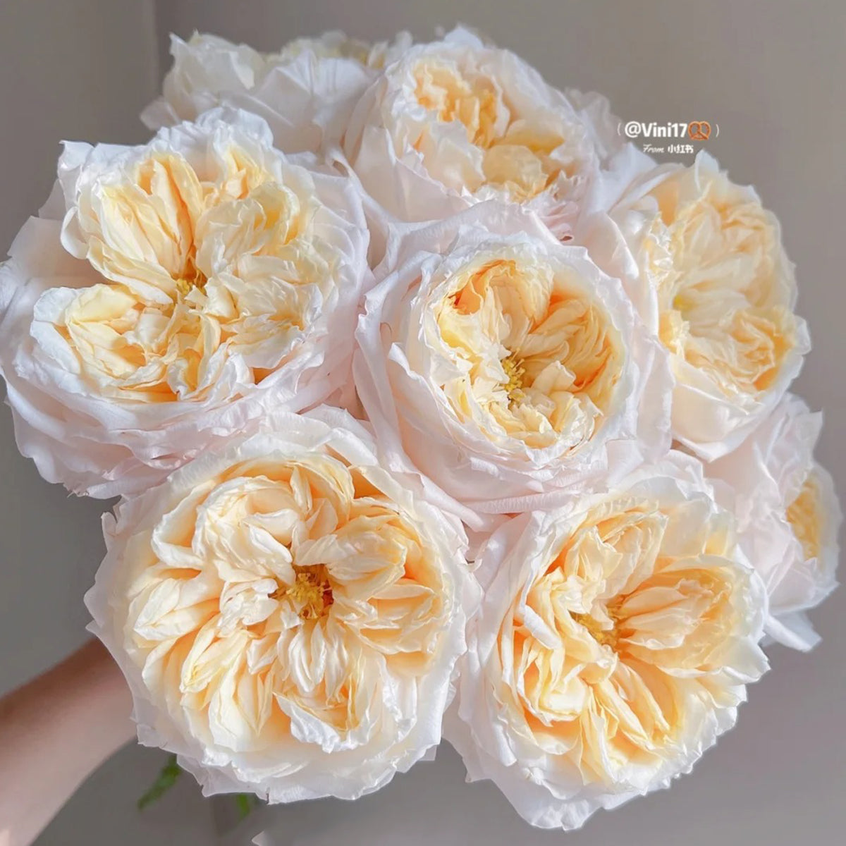 Victorian Peach Dutch Florist Shrub Rose