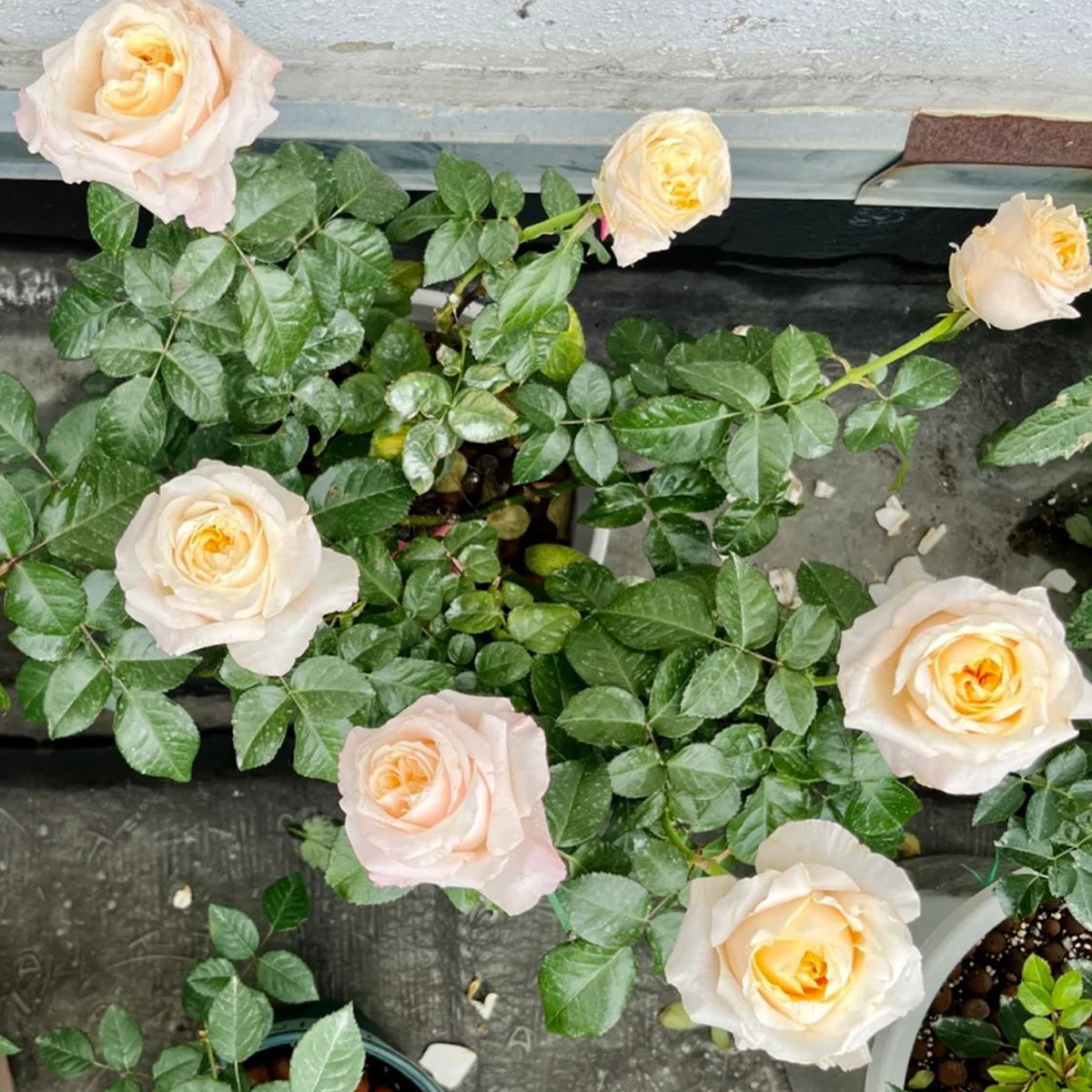 Victorian Peach Dutch Florist Shrub Rose
