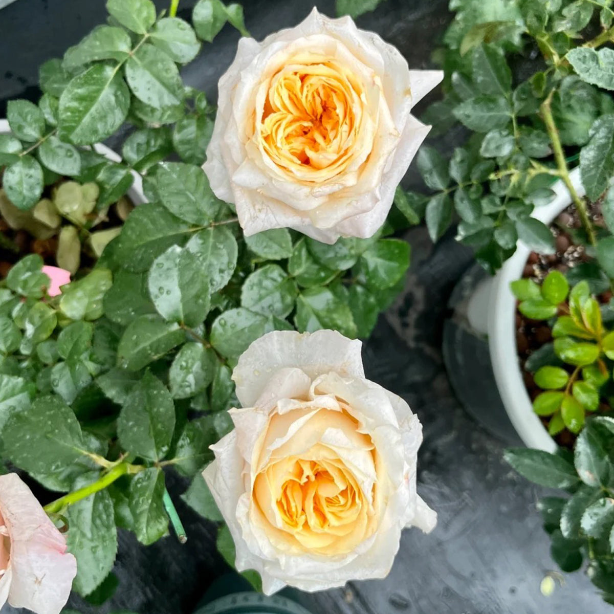 Victorian Peach Dutch Florist Shrub Rose