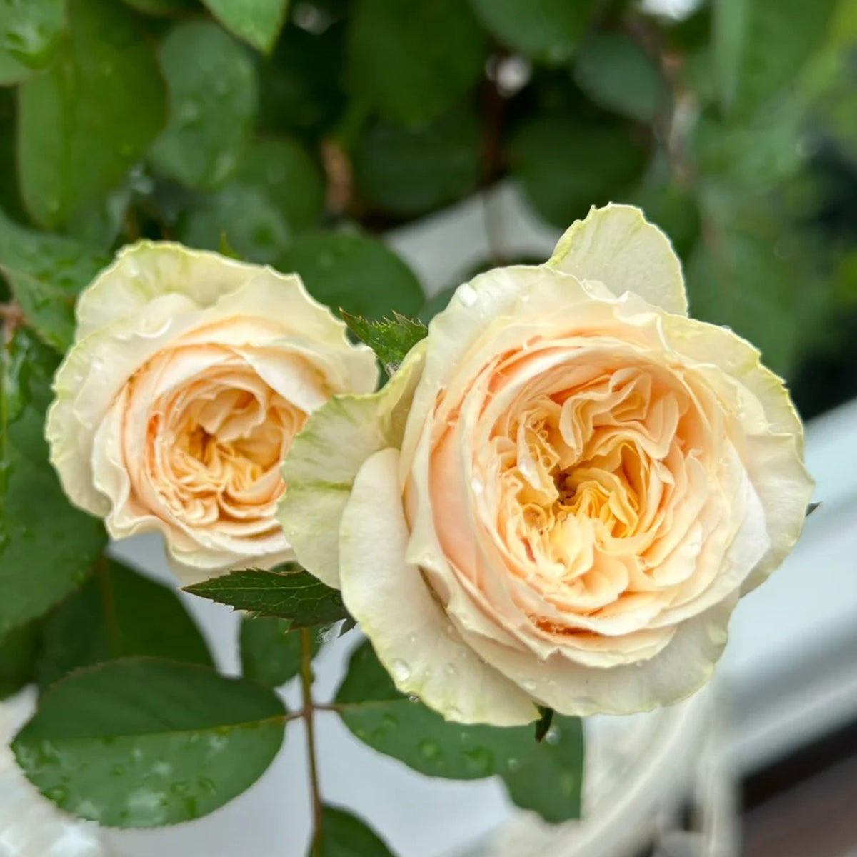 Victorian Peach Dutch Florist Shrub Rose