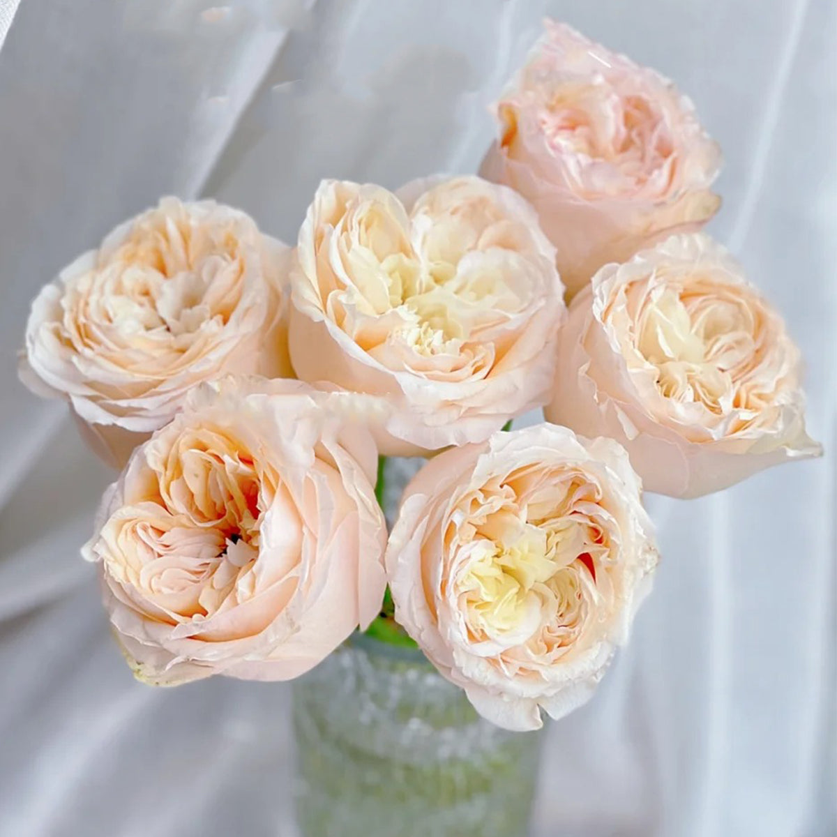 Victorian Peach Dutch Florist Shrub Rose