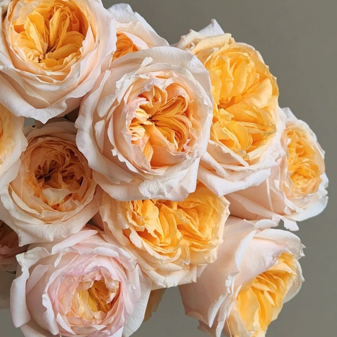 Victorian Peach Dutch Florist Shrub Rose