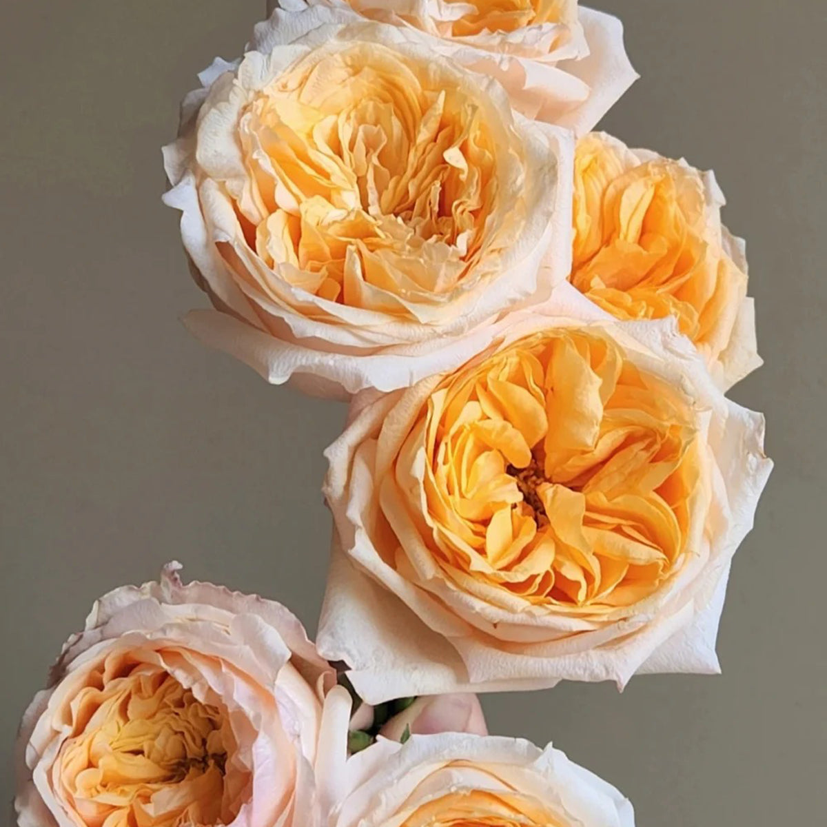 Victorian Peach Dutch Florist Shrub Rose