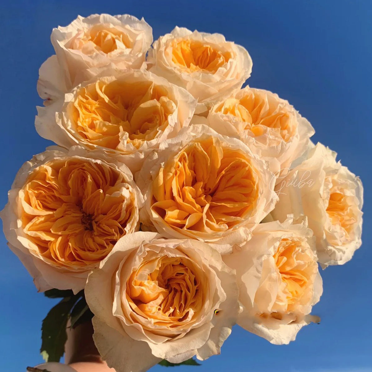 Victorian Peach Dutch Florist Shrub Rose