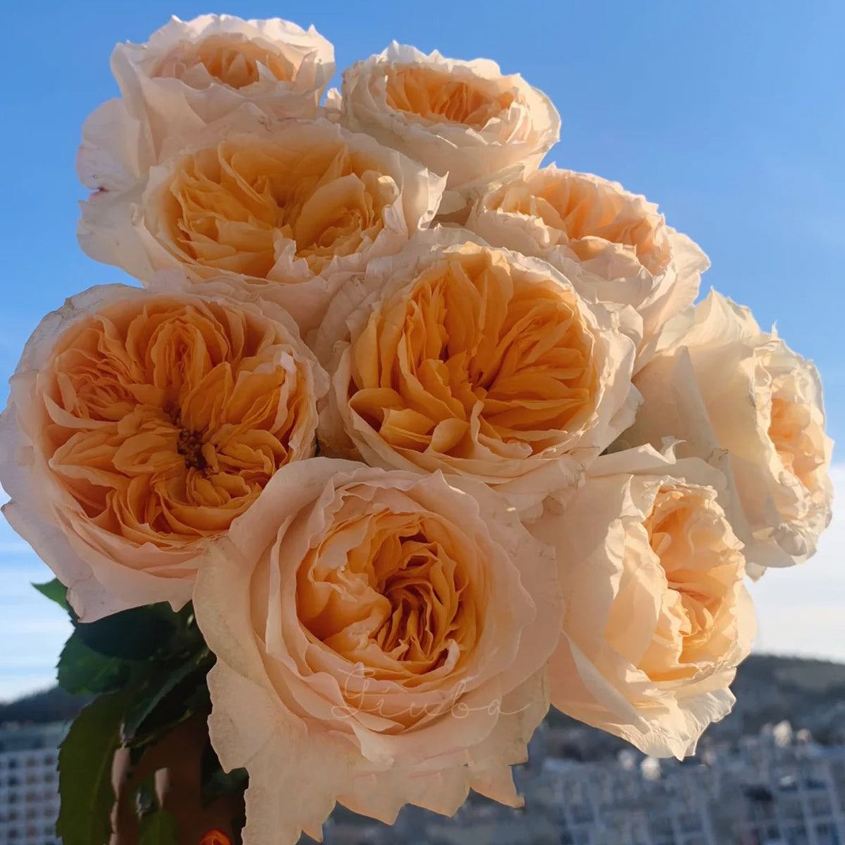 Victorian Peach Dutch Florist Shrub Rose