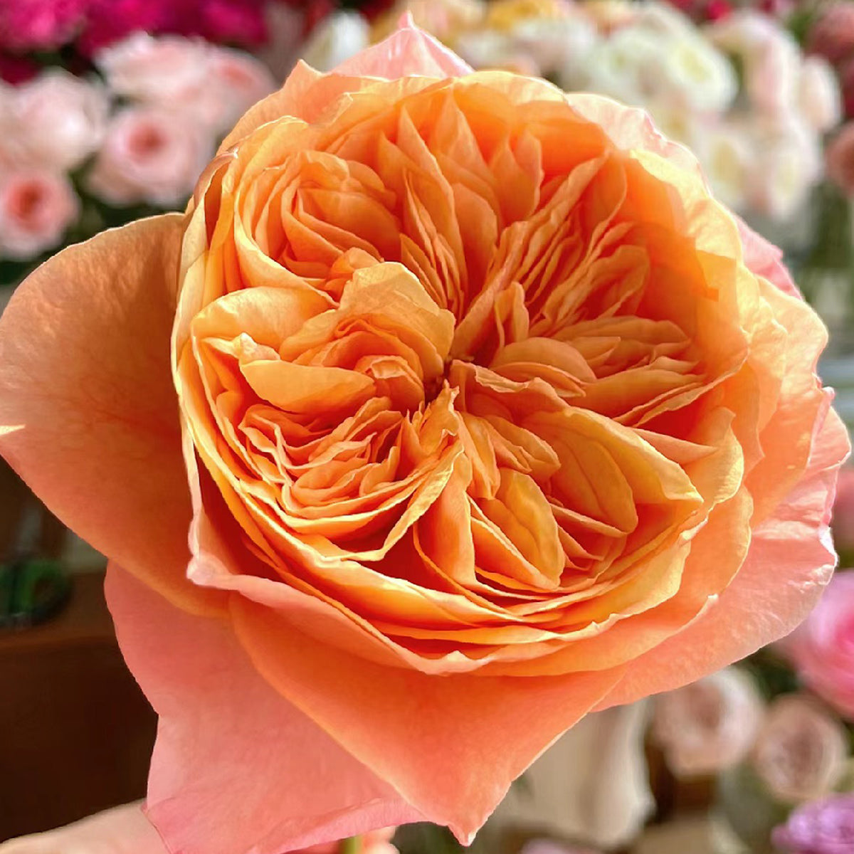 Victorian Secret Dutch Florist Shrub Rose