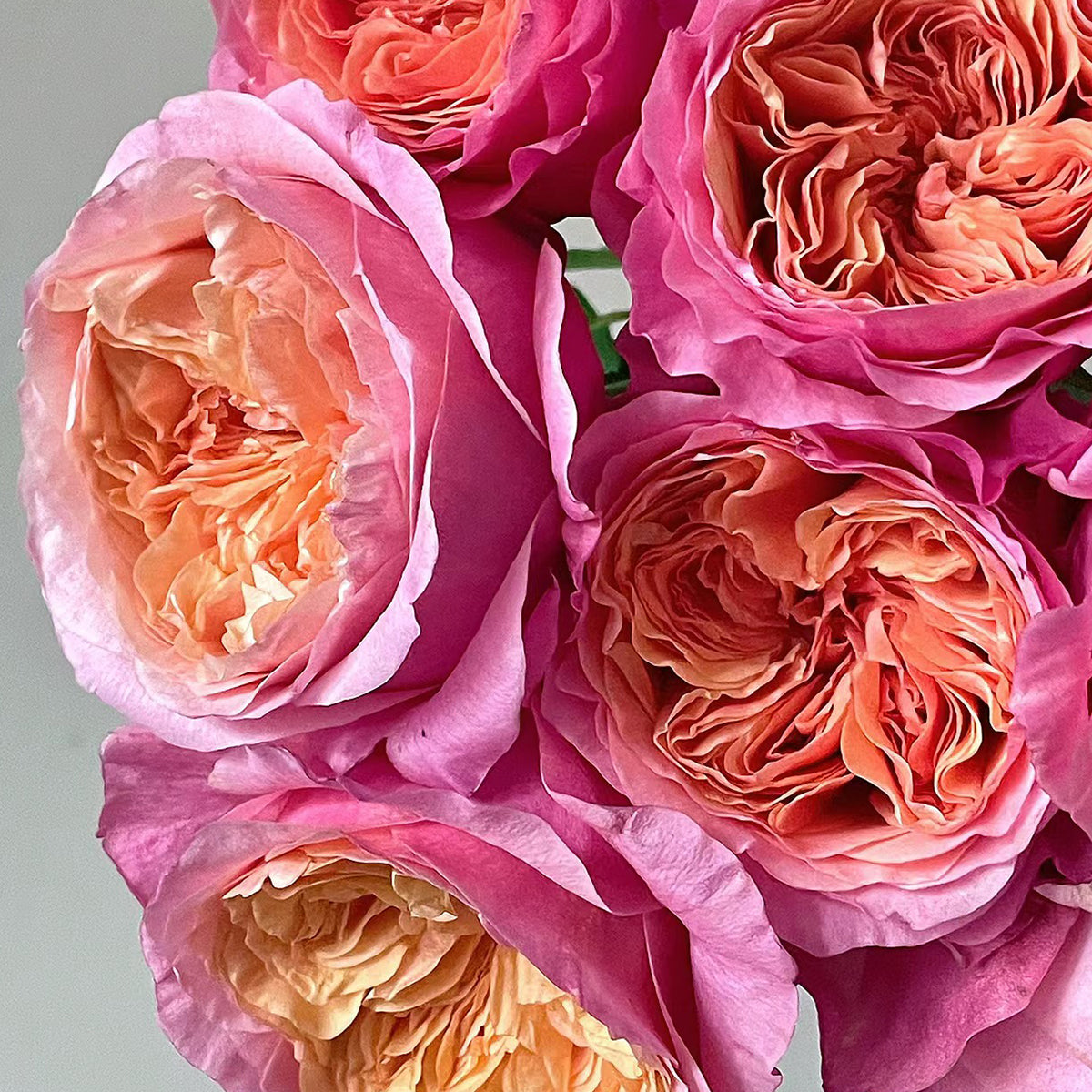 Victorian Secret Dutch Florist Shrub Rose