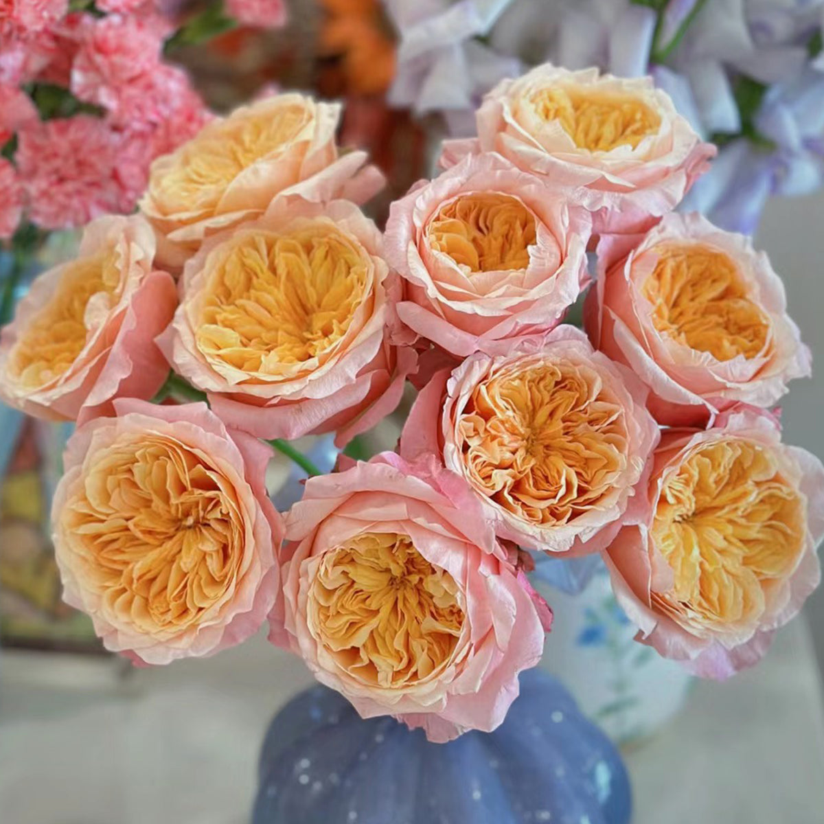 Victorian Secret Dutch Florist Shrub Rose