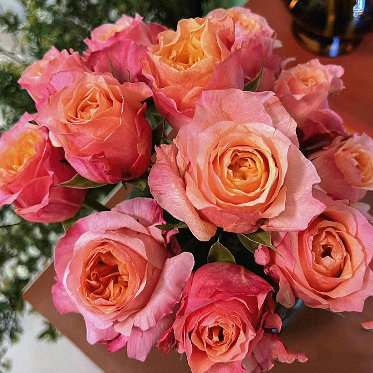 Victorian Secret Dutch Florist Shrub Rose