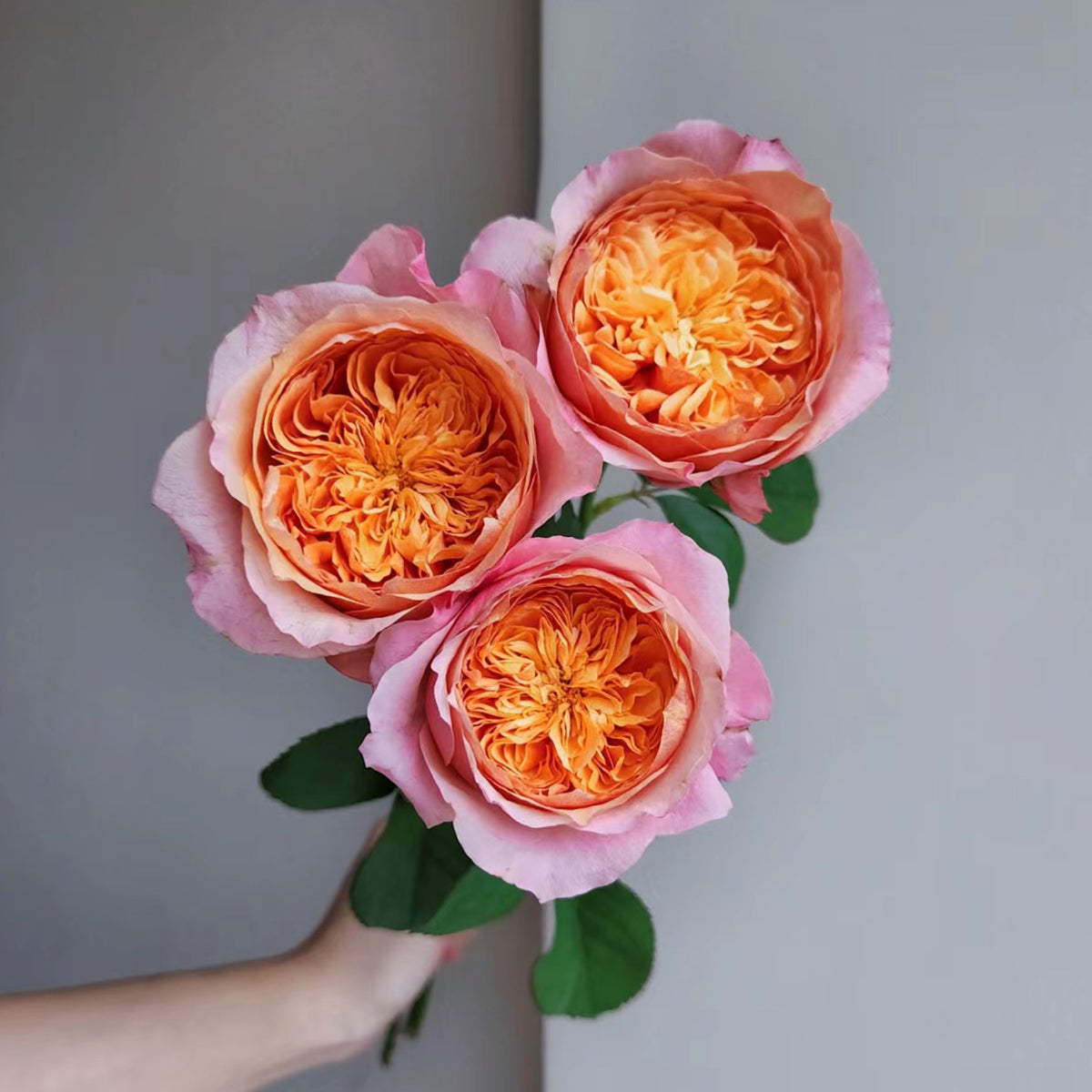 Victorian Secret Dutch Florist Shrub Rose