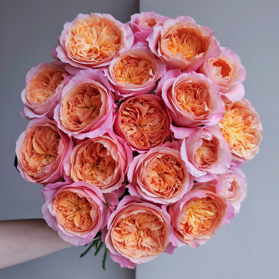 Victorian Secret Dutch Florist Shrub Rose
