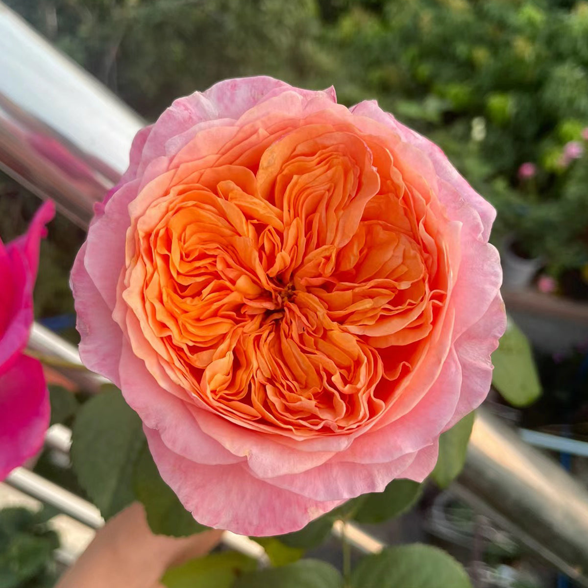 Victorian Secret Dutch Florist Shrub Rose