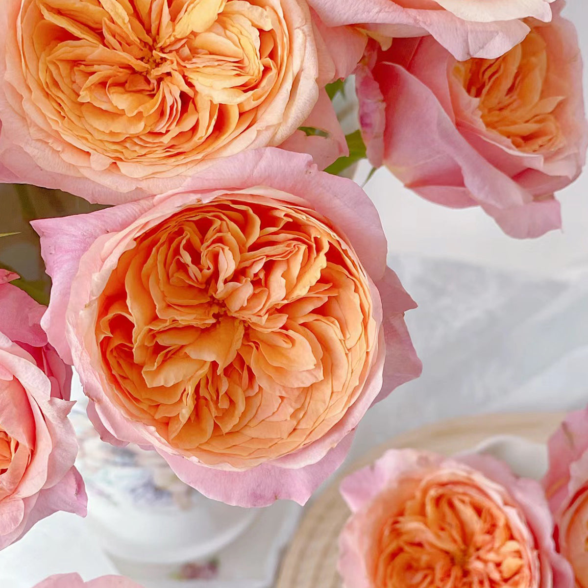 Victorian Secret Dutch Florist Shrub Rose
