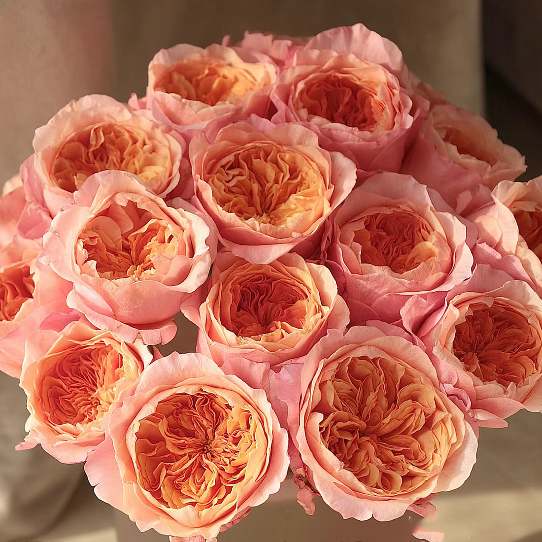 Victorian Secret Dutch Florist Shrub Rose