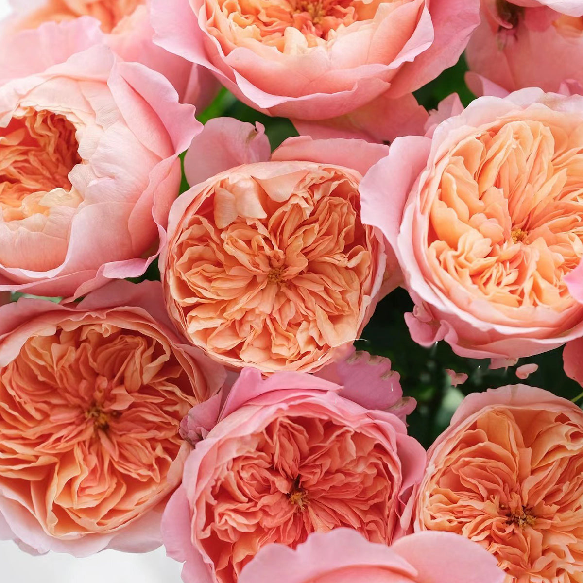 Victorian Secret Dutch Florist Shrub Rose