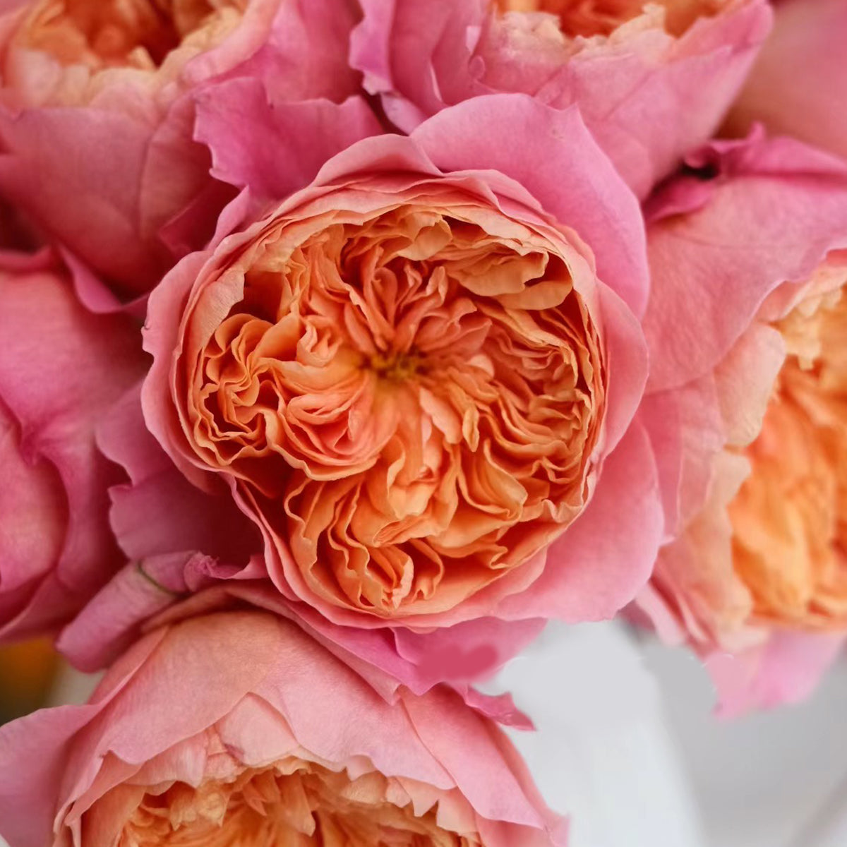 Victorian Secret Dutch Florist Shrub Rose