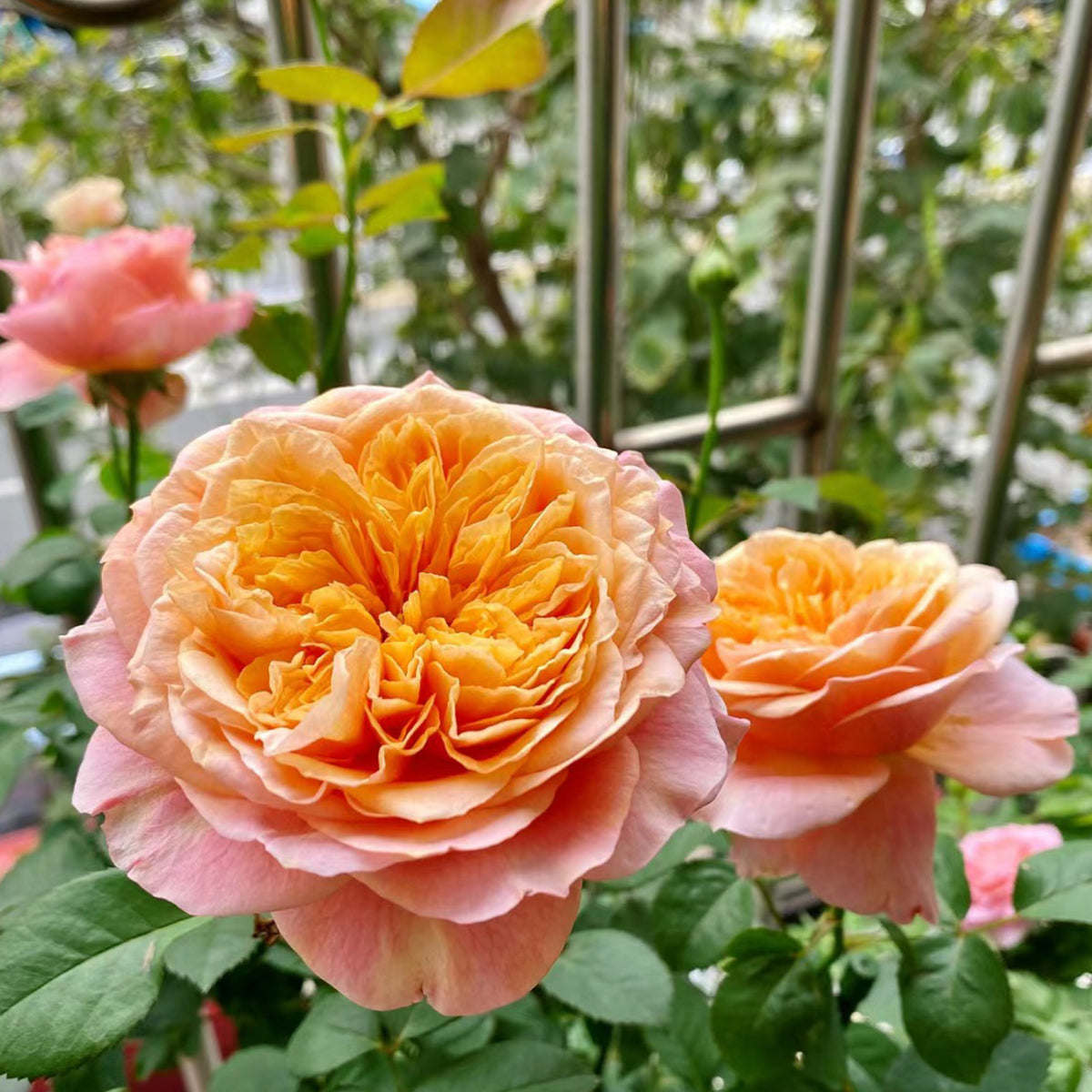 Victorian Secret Dutch Florist Shrub Rose