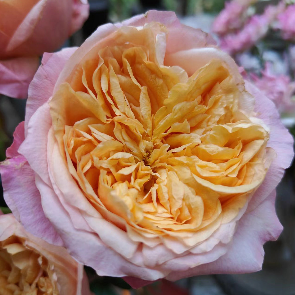 Victorian Secret Dutch Florist Shrub Rose