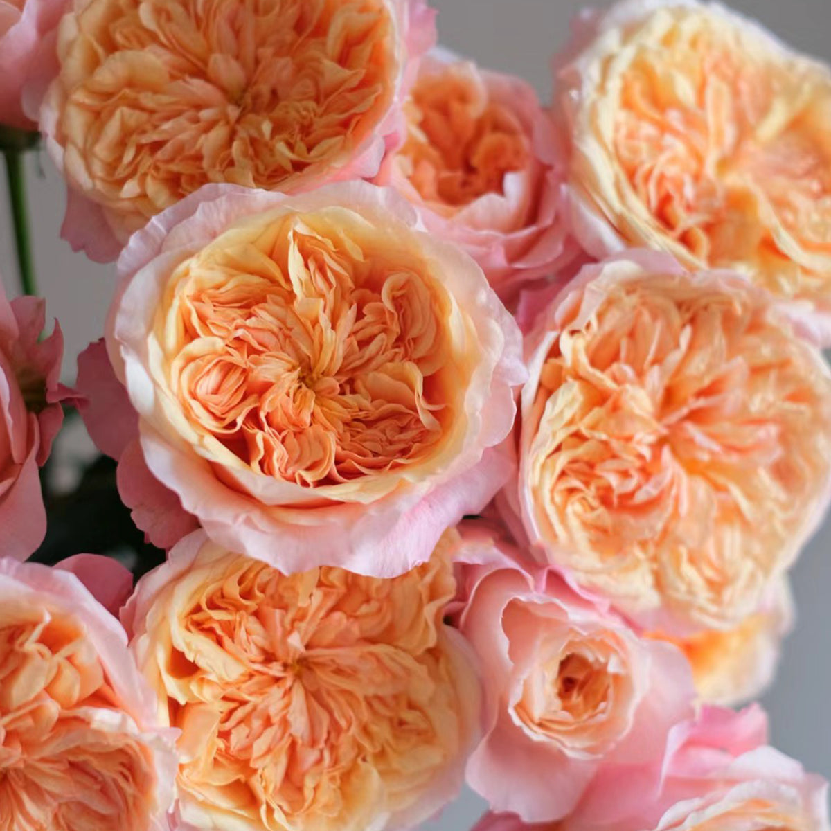 Victorian Secret Dutch Florist Shrub Rose