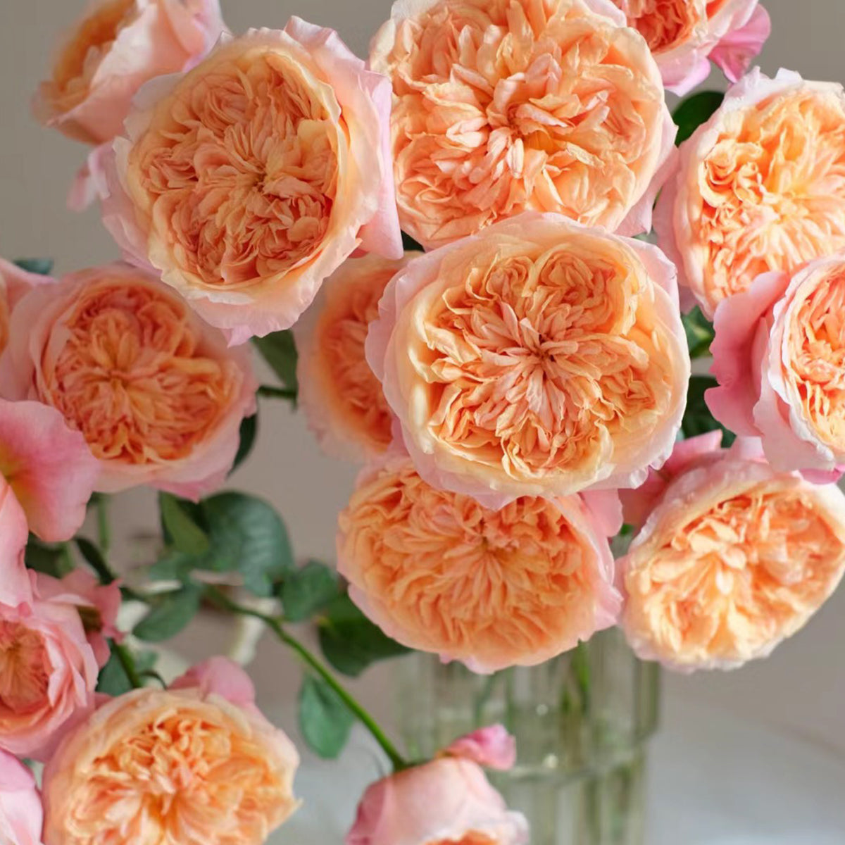 Victorian Secret Dutch Florist Shrub Rose