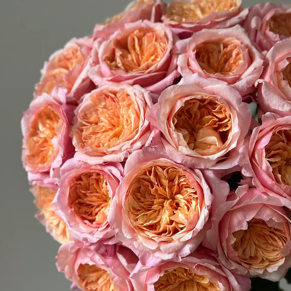 Victorian Secret Dutch Florist Shrub Rose