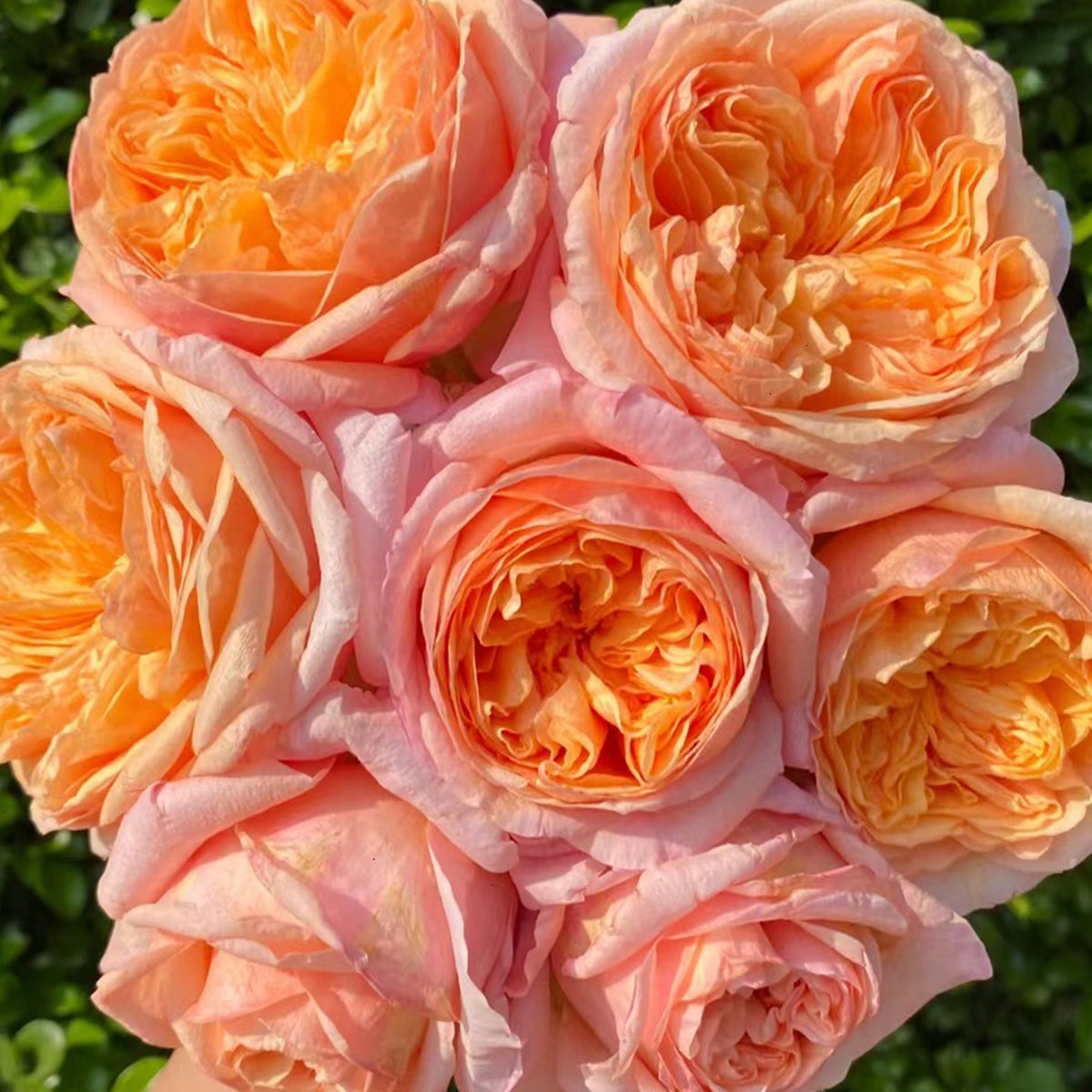 Victorian Secret Dutch Florist Shrub Rose