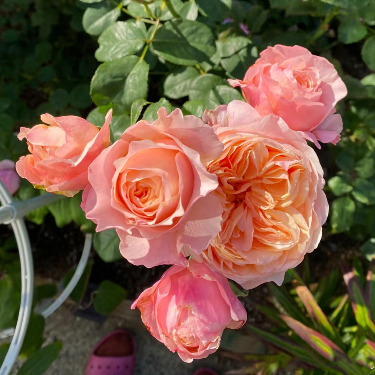 Victorian Secret Dutch Florist Shrub Rose