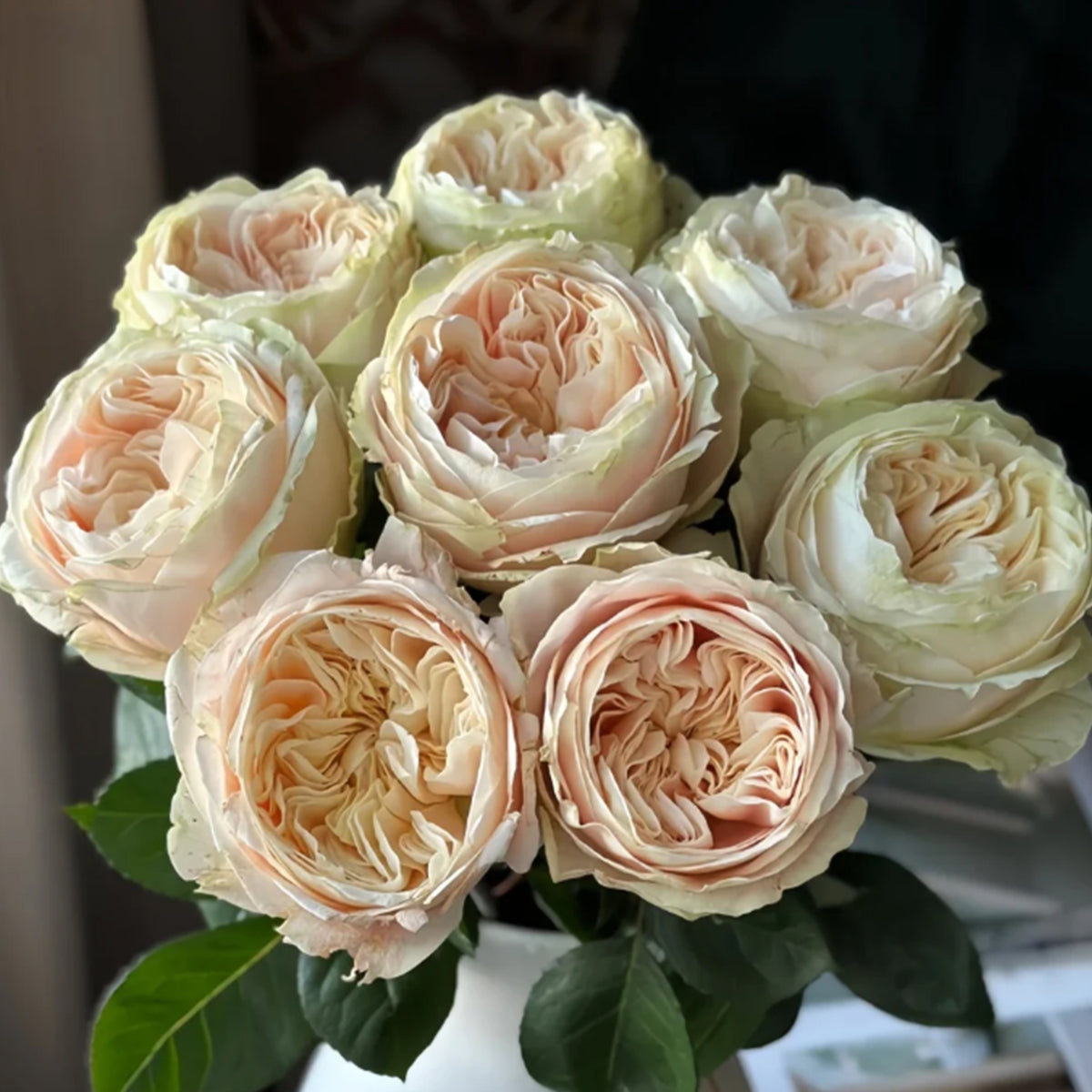 Victorian Summer Dutch Florist Shrub Rose