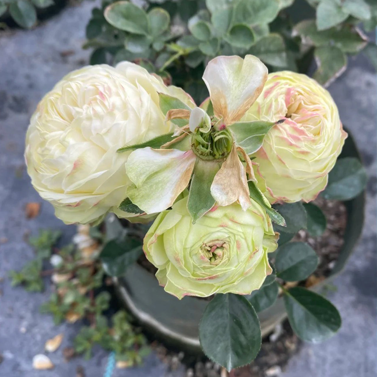 Victorian Summer Dutch Florist Shrub Rose