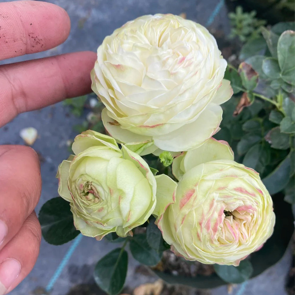 Victorian Summer Dutch Florist Shrub Rose