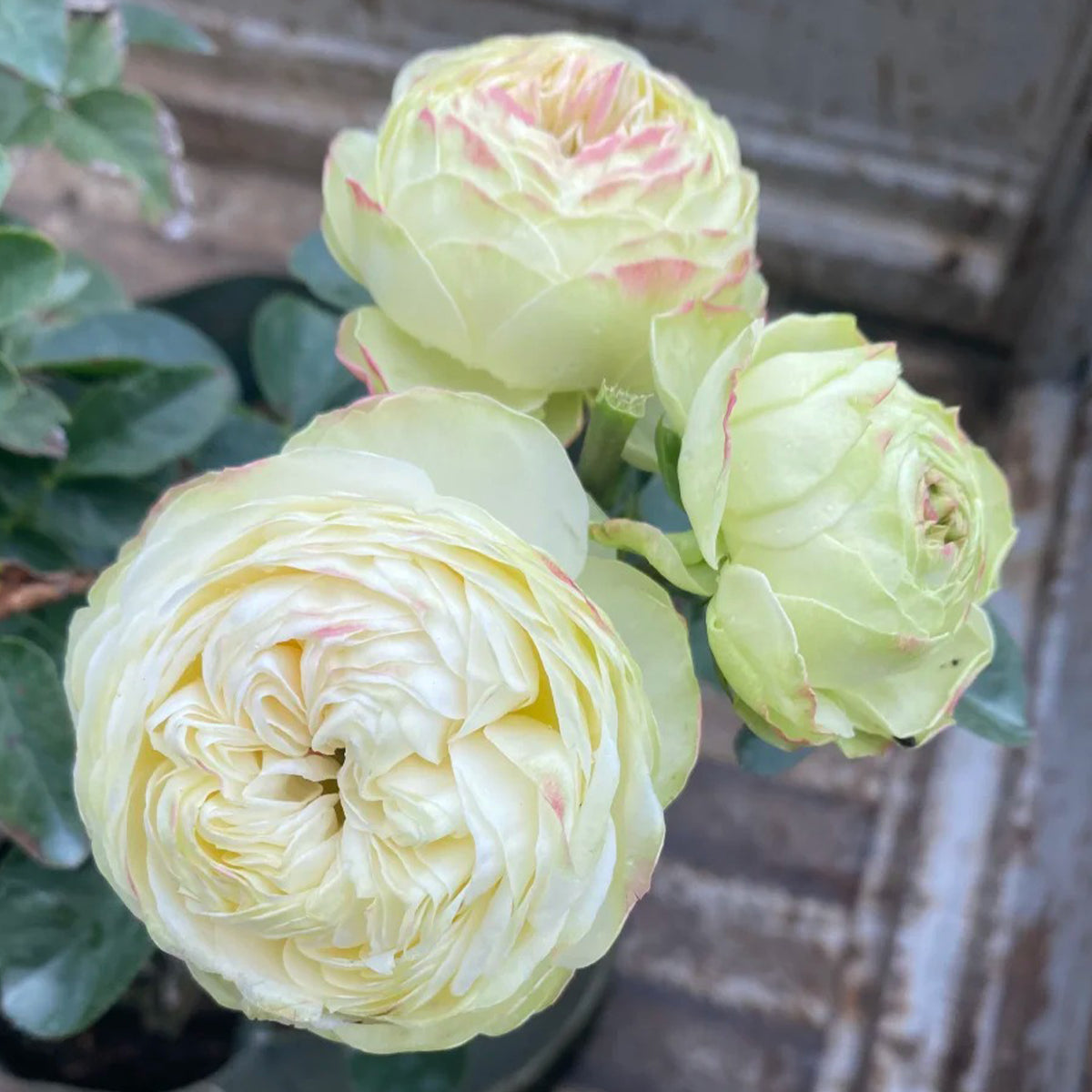 Victorian Summer Dutch Florist Shrub Rose