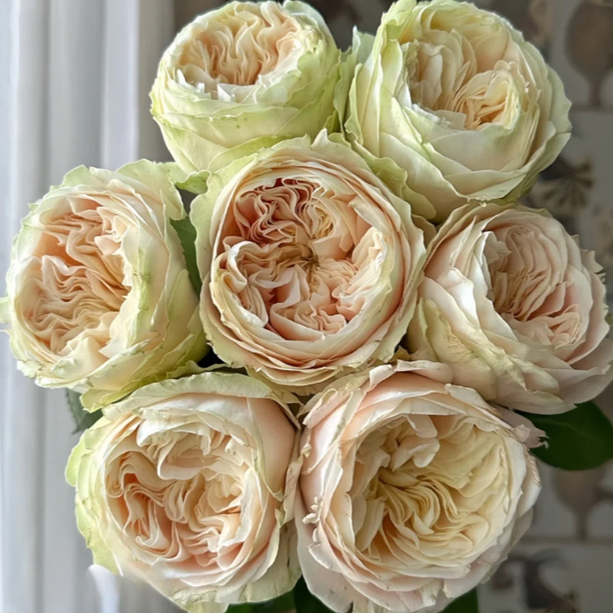 Victorian Summer Dutch Florist Shrub Rose