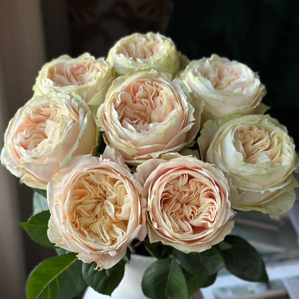 Victorian Wedding Dutch Florist Shrub Rose