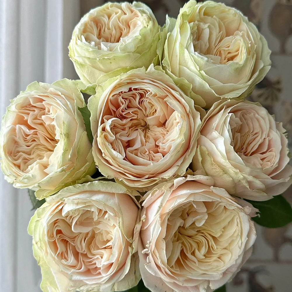 Victorian Wedding Dutch Florist Shrub Rose