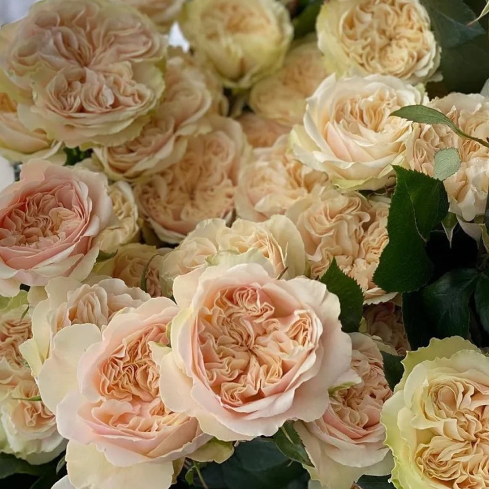 Victorian Wedding Dutch Florist Shrub Rose