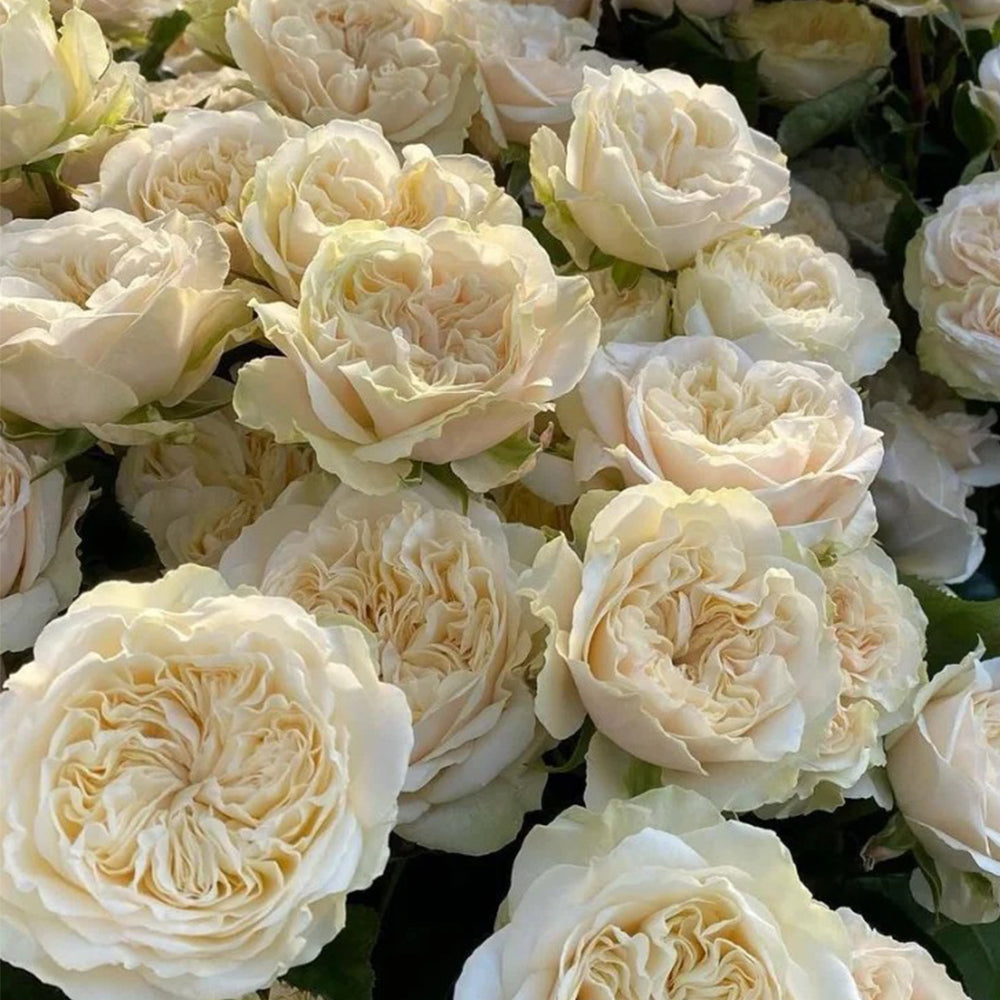 Victorian Wedding Dutch Florist Shrub Rose