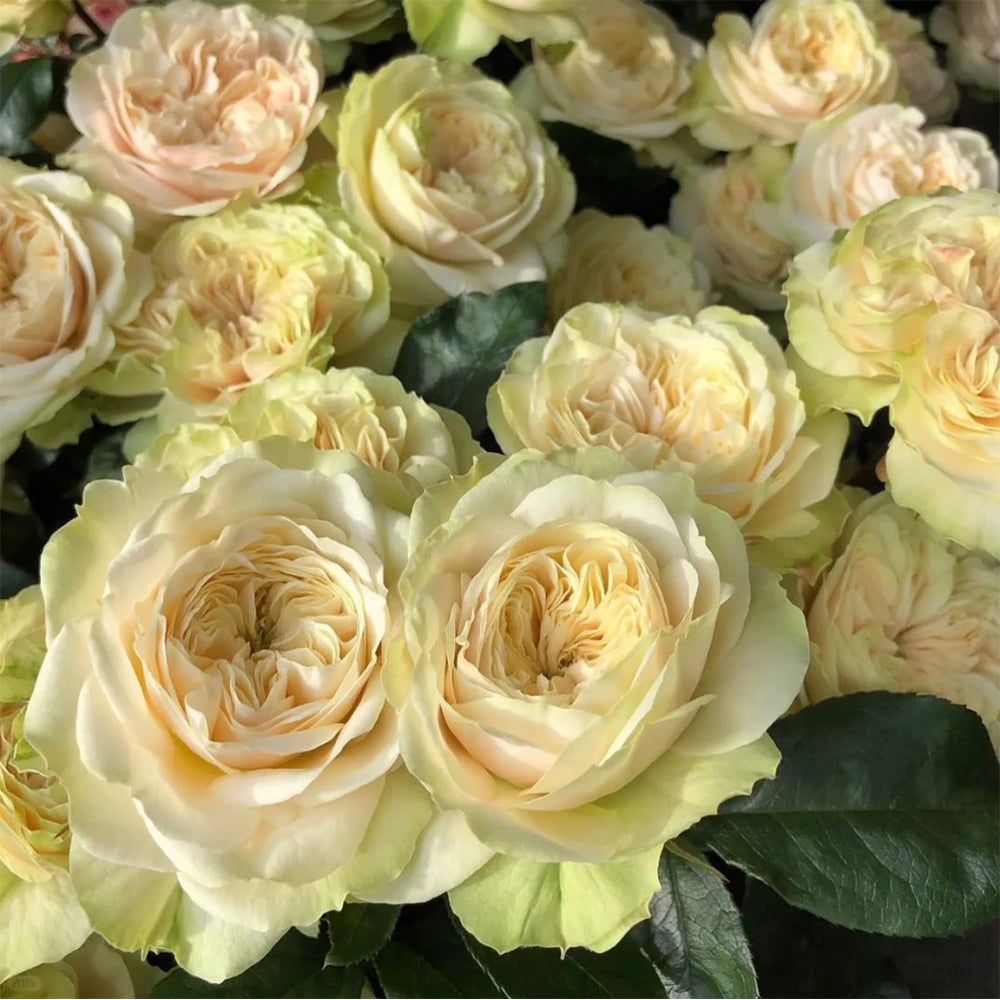 Victorian Wedding Dutch Florist Shrub Rose