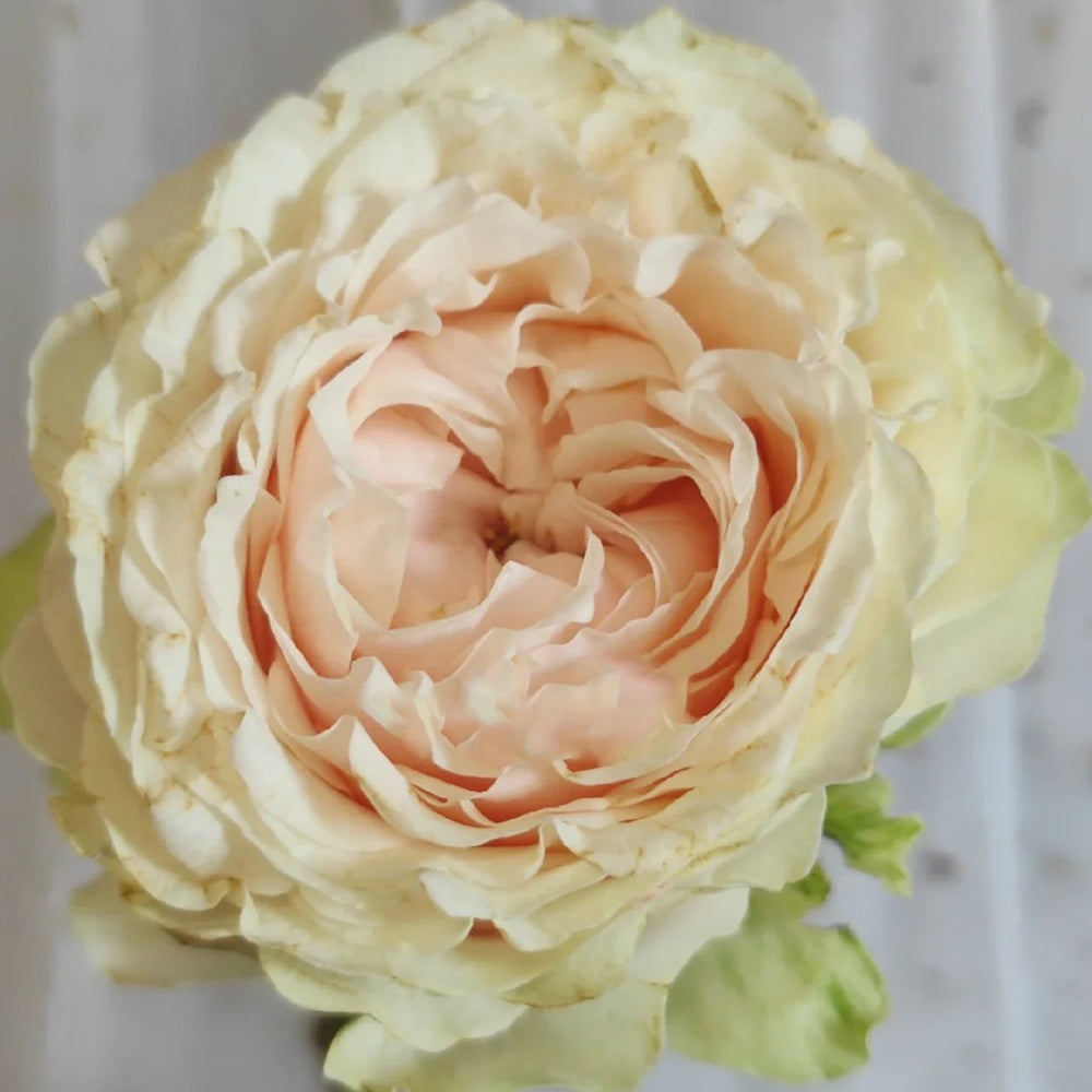 Victorian Wedding Dutch Florist Shrub Rose