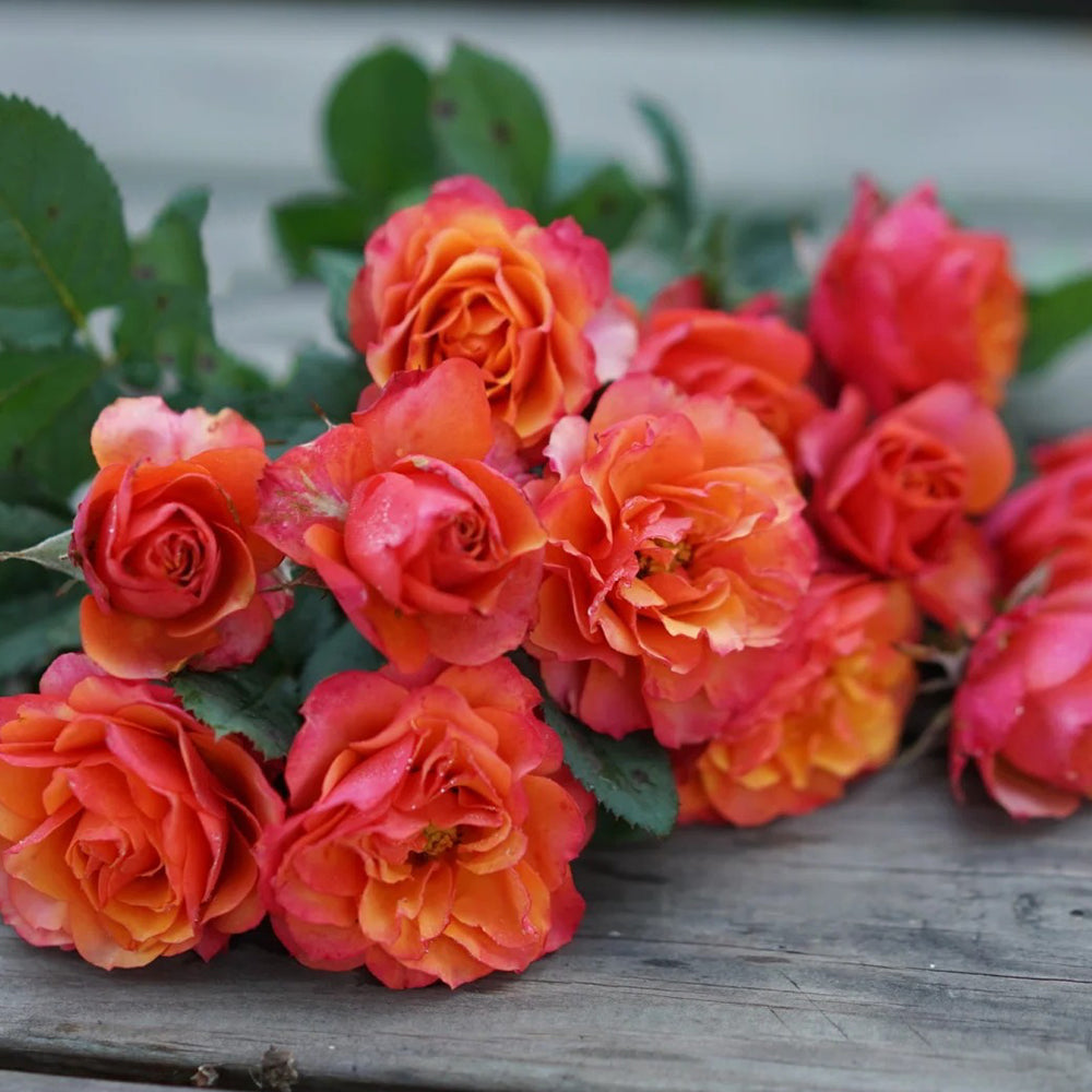 Vintage Sepia Japanese Florist Shrub Rose