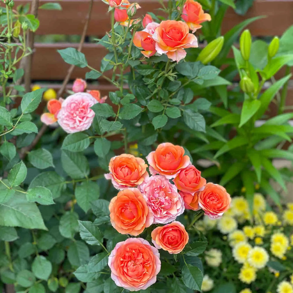 Vintage Sepia Japanese Florist Shrub Rose