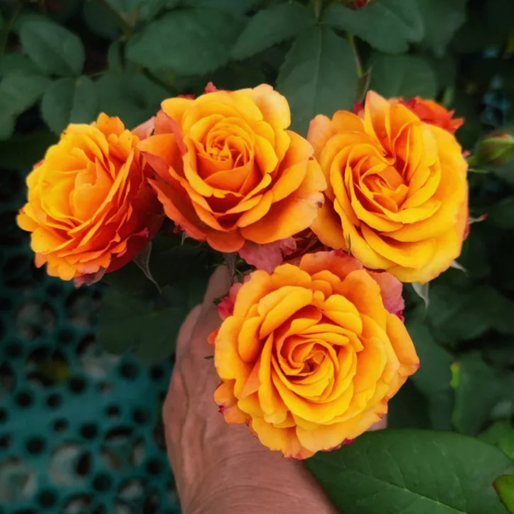 Vintage Sepia Japanese Florist Shrub Rose