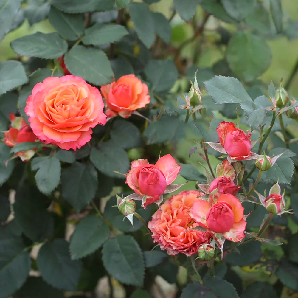 Vintage Sepia Japanese Florist Shrub Rose